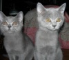 фото Канадский сфинкс питомник кошек Del Sol
