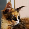 фото Экзотическая кошка питомник кошек Bayanbaikal