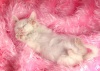 фото Ангорская кошка питомник кошек нушка