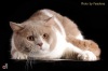             Sandy-cat  -