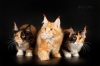 фото Мейн-кун питомник кошек Libertypride