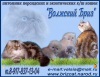 фото Персидская питомник кошек "Волжский бриз"