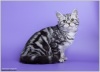 фото Американская короткошерстная питомник кошек INVERNESS-RU