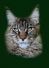 фото Британская кошка питомник кошек TALKINGCATS
