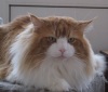 фото Норвежская лесная питомник кошек Astra Polaris*UA