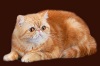 фото Гималайская питомник кошек YANINA cttery-himalayan & exotic cats*** YANINA-питомник персов гималаев и экзот