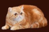  YANINA cttery-himalayan & exotic cats*** YANINA-    .  