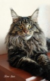 фото Британская кошка питомник кошек Newlinecoon