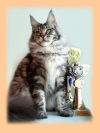 фото Мейн-кун питомник кошек Country Gullivers  - Страна Гулливеров