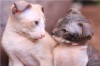 фото Донской сфинкс   Украинский левкой питомник кошек MISS MISTIC KISA'S