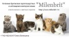 фото Шотландская вислоухая питомник кошек Milenbrit