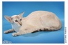 фото Ориентальная Сиамская   питомник кошек Асириус