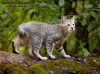  Cattery Magical Woods.     