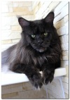 фото Мейн-кун питомник кошек Blackwoods