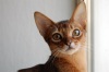 фото Шотландская вислоухая Британская кошка   питомник кошек Питомник абиссинских кошек