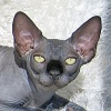 фото Канадский сфинкс    питомник кошек Talialida Sphynx Cattery