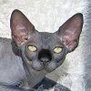         Talialida Sphynx Cattery