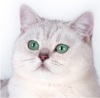 фото Британская кошка    питомник кошек Felinos