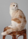 фото Шотландская вислоухая Скотиш страйт Британская Хайленд-фолд и хайленд-страйт питомник кошек AMBERCAT