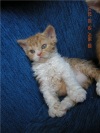 фото Селкирк рекс Британская кошка   питомник кошек Eloso Risado