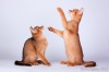 фото Абиссинская кошка питомник кошек Питомник абиссинских кошек Banafrit