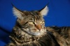 фото Абиссинская кошка    питомник кошек Lucky Bargee