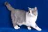 фото Мейн-кун питомник кошек Питомник британских кошек STEPPE STARS *RUS