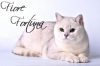 фото Британская кошка питомник кошек Fiore Fortuna