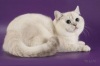 фото Скотиш фолд Скотиш страйт питомник кошек «GOLD BRITISH CAT»