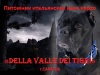 ���� ���� ����� �������� ����� "Della Valle Dei Tigri"