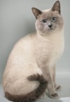 фото Тайская кошка питомник кошек REGAL SPLENDOR