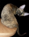фото Абиссинская кошка питомник кошек Egoza