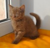 фото Британская кошка    питомник кошек La canela tierna