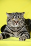 фото Британская    питомник кошек YarCollection