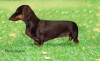  DACHSHUND. 