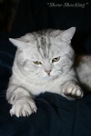 фото Восточная короткошерстная питомник кошек "Show-Shocking"