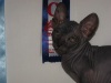 фото Донской сфинкс питомник кошек Antares