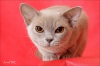 фото Скотиш фолд Британская кошка Скотиш страйт  питомник кошек El Corazon