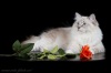 фото Невская маскарадная Мейн-кун   питомник кошек Сокровище нации