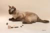 фото Бурма    питомник кошек Infinity Charm