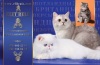 фото Экзотическая кошка питомник кошек ELIT BELL