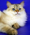 фото Невская маскарадная питомник кошек Золото Руси