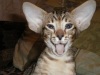 фото Восточная короткошерстная питомник кошек Мадагаскар