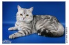 фото Скотиш фолд Скотиш страйт Канадский сфинкс абиссинская питомник кошек Arshadrin