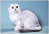фото Шотландская вислоухая Британская кошка   питомник кошек Cheshirsky Cat*s