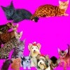 фото Абиссинская кошка питомник кошек кошек и собак