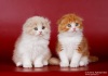фото Курильский бобтейл Британская кошка питомник кошек Ланвабон