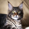 фото Мейн-кун питомник кошек Gangstercat