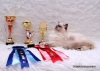 фото Канадский сфинкс    питомник кошек Питомник невских маскарадных кошек "MaseRati"