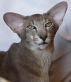 фото Сиамская кошка Ориентальная кошка   питомник кошек Mikado`s Cats
